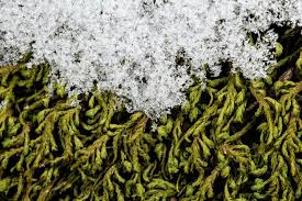 Attēlu rezultāti vaicājumam “Anomodon attenuatus”