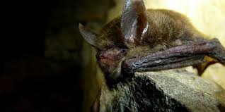 Attēlu rezultāti vaicājumam “Badhamiopsis scripta macro”