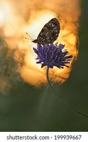 Attēlu rezultāti vaicājumam “Clossiana selene underside”