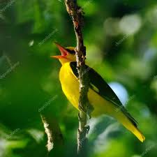 Attēlu rezultāti vaicājumam “Oriolus oriolus male”