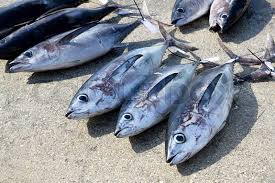 Image result for Thunnus alalunga