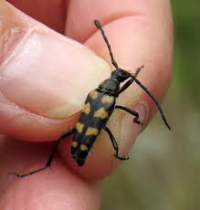 Attēlu rezultāti vaicājumam “Leptura quadrifasciata”
