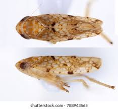 Attēlu rezultāti vaicājumam “Planaphrodes sp.”