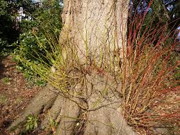 Attēlu rezultāti vaicājumam “Tilia platyphyllos Laciniata”