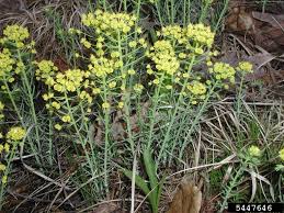 Attēlu rezultāti vaicājumam “Euphorbia virgata”