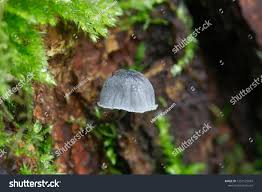 Attēlu rezultāti vaicājumam “Mycena pseudocorticola”