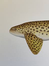 Image result for Stegostoma tigrinum