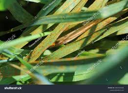 Attēlu rezultāti vaicājumam “Puccinia agrostidis”