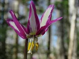 Attēlu rezultāti vaicājumam “Erythronium sibiricum”