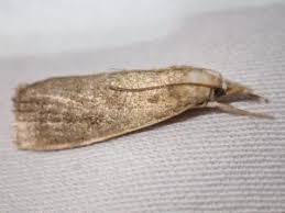 Attēlu rezultāti vaicājumam “Calamotropha paludella”