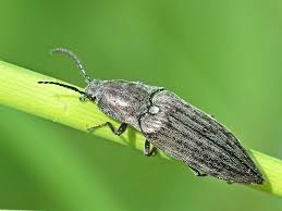 Attēlu rezultāti vaicājumam “Actenicerus sjaelandicus”