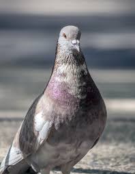 Attēlu rezultāti vaicājumam “Columbiformes”