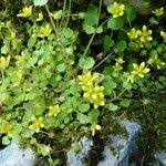 Attēlu rezultāti vaicājumam “Saxifraga cymbalaria flower”