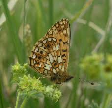 Attēlu rezultāti vaicājumam “Clossiana selene underside”