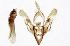 Attēlu rezultāti vaicājumam “Eriopygodes imbecilla”