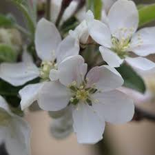 Attēlu rezultāti vaicājumam “Malus domestica flower”
