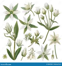 Attēlu rezultāti vaicājumam “Parnassia palustris leaf”