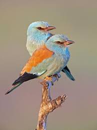 Attēlu rezultāti vaicājumam “Coracias garrulus”