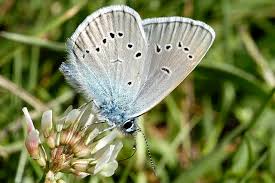Attēlu rezultāti vaicājumam “Cyaniris semiargus underside”