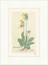 Image result for Himmelschlüssel