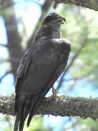 Image result for Goshawks G C