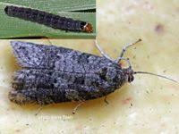 Attēlu rezultāti vaicājumam “Mythimna impura”