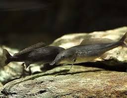 Image result for Callorhinchus capensis