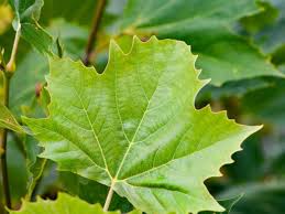 Attēlu rezultāti vaicājumam “Platanus x hispanica (syn. Platanus x acerifolia)”