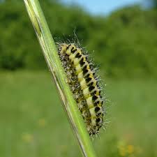 Attēlu rezultāti vaicājumam “Zygaena filipendulae exuvia”