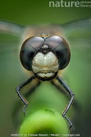 Attēlu rezultāti vaicājumam “Leucorrhinia caudalis”