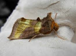 Attēlu rezultāti vaicājumam “Diachrysia tutti”