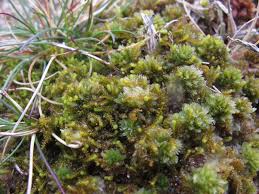 Attēlu rezultāti vaicājumam “Barbilophozia kunzeana”