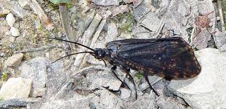 Attēlu rezultāti vaicājumam “Phryganeidae”