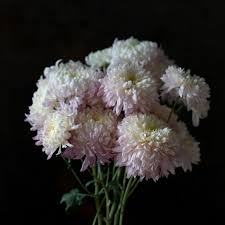 Image result for Chrysanthemum spectabile