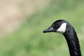 Attēlu rezultāti vaicājumam “Anseriformes”