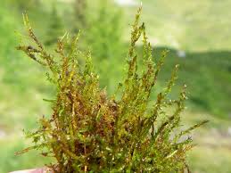 Attēlu rezultāti vaicājumam “Calliergon cordifolium”