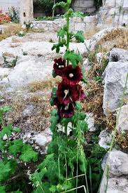 Image result for Alcea rosea nigra