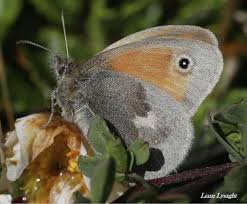 Attēlu rezultāti vaicājumam “Coenonympha pamphilus”