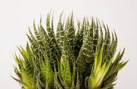 Attēlu rezultāti vaicājumam “Xanthorrhoeaceae”