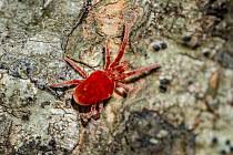 Attēlu rezultāti vaicājumam “Bryobia praetiosa”