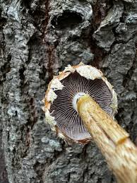 Attēlu rezultāti vaicājumam “Stropharia albocrenulata”