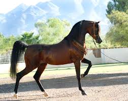 Attēlu rezultāti vaicājumam “Ochropsora ariae”