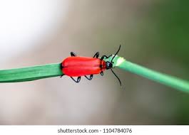 Attēlu rezultāti vaicājumam “Pyrochroidae”