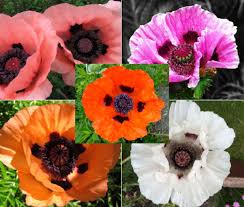 Image result for Papaver orientale