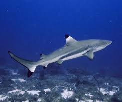 Image result for Carcharhinus melanopterus