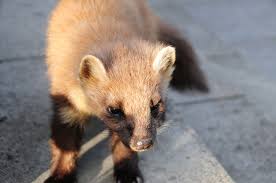 Attēlu rezultāti vaicājumam “Martes martes”