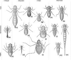 Attēlu rezultāti vaicājumam “Gomphidae”