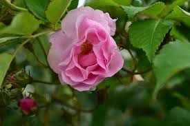 Attēlu rezultāti vaicājumam “Rosa majalis”