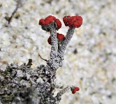 Attēlu rezultāti vaicājumam “Cladonia floerkeana”