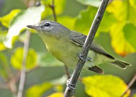 Image result for Vireo philadelphicus